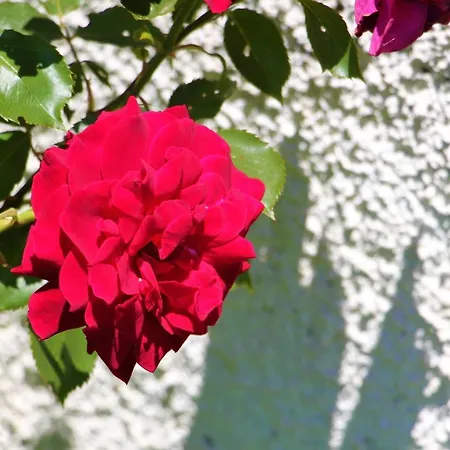 Amarynthos Beachfront With Garden Holiday home